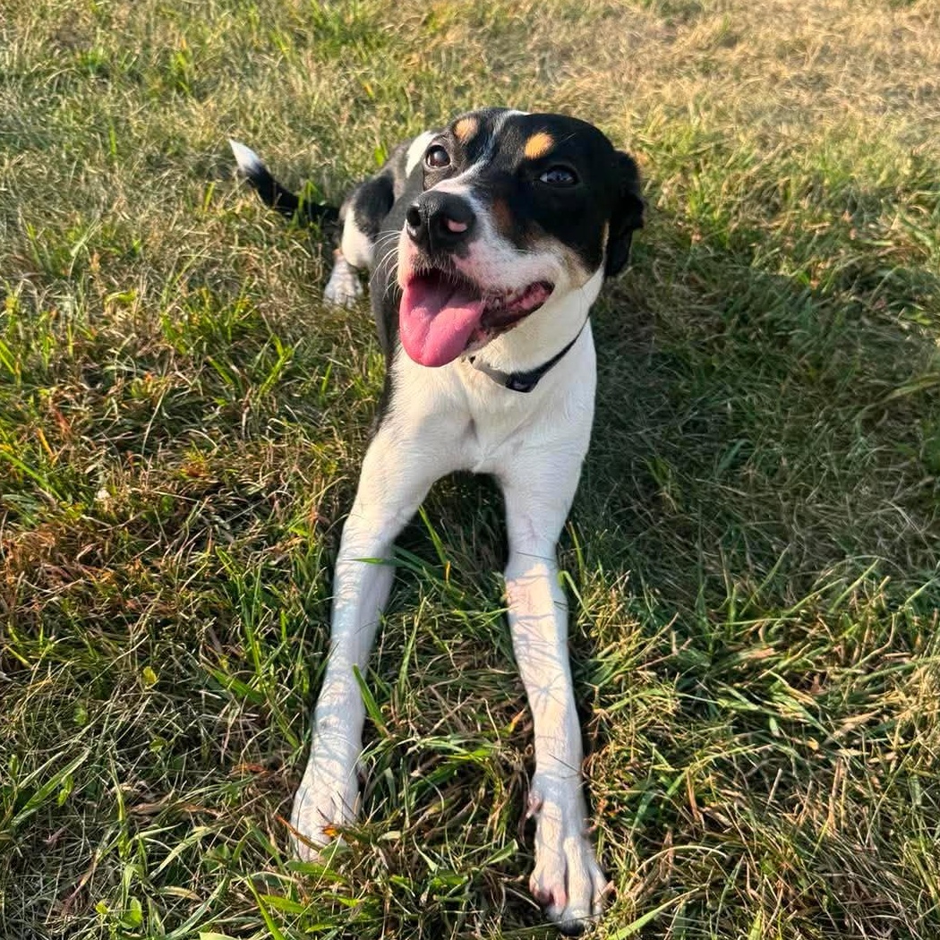 Enlarge Taya, a Adoptable mixed breed in Alexandria, MN image 3/3