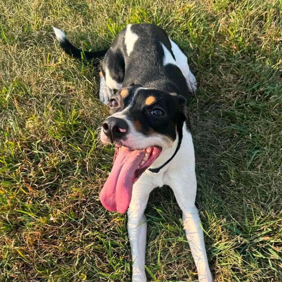 Enlarge Taya, a Adoptable mixed breed in Alexandria, MN image 2/3