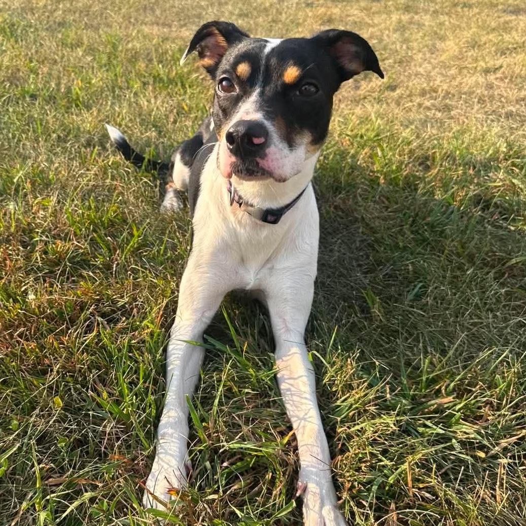 Enlarge Taya, a Adoptable mixed breed in Alexandria, MN image 1/3