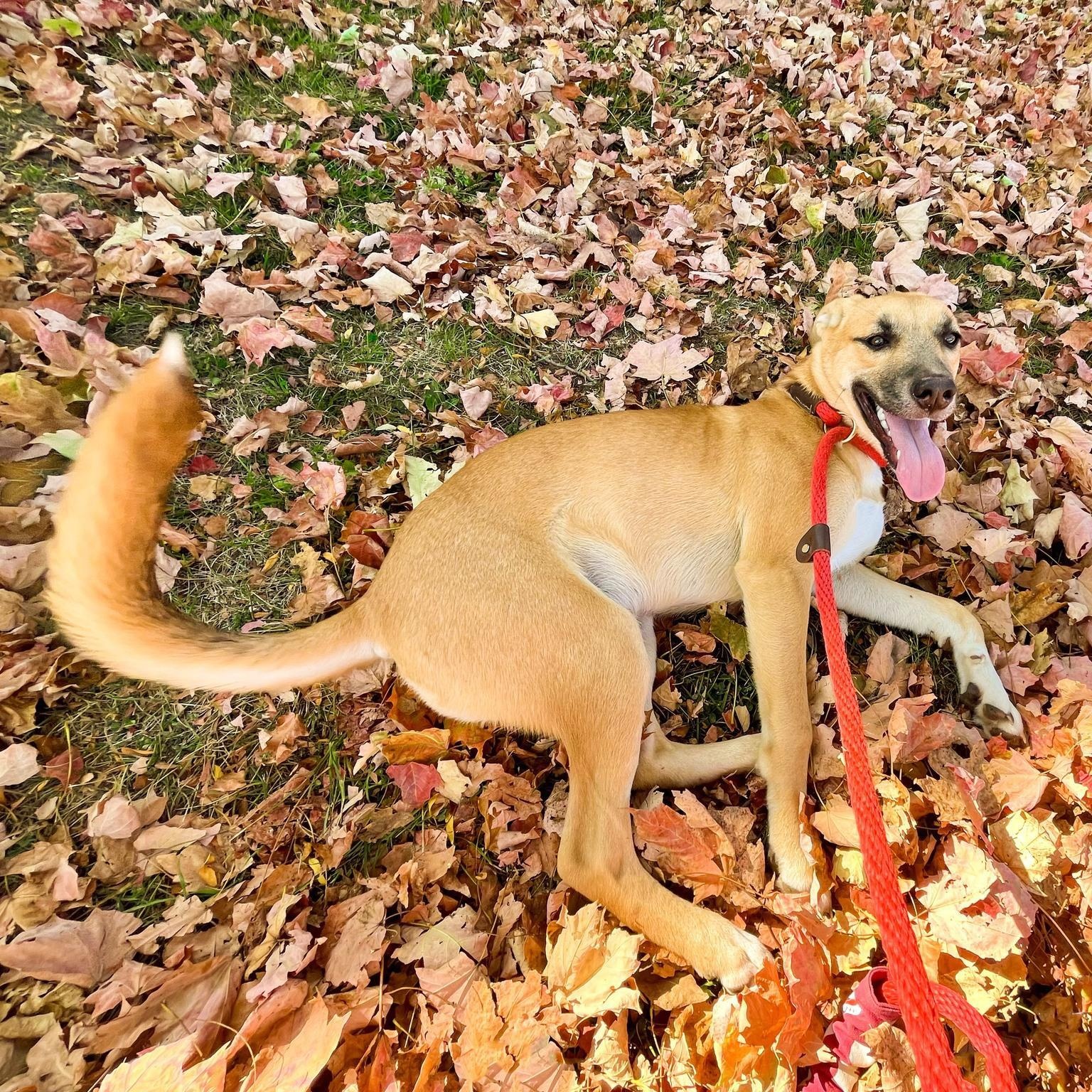 Dulce Needs A Forever thumbnail 2