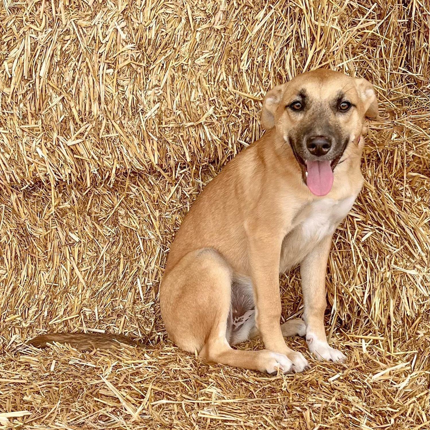 Dulce Needs A Forever thumbnail 3