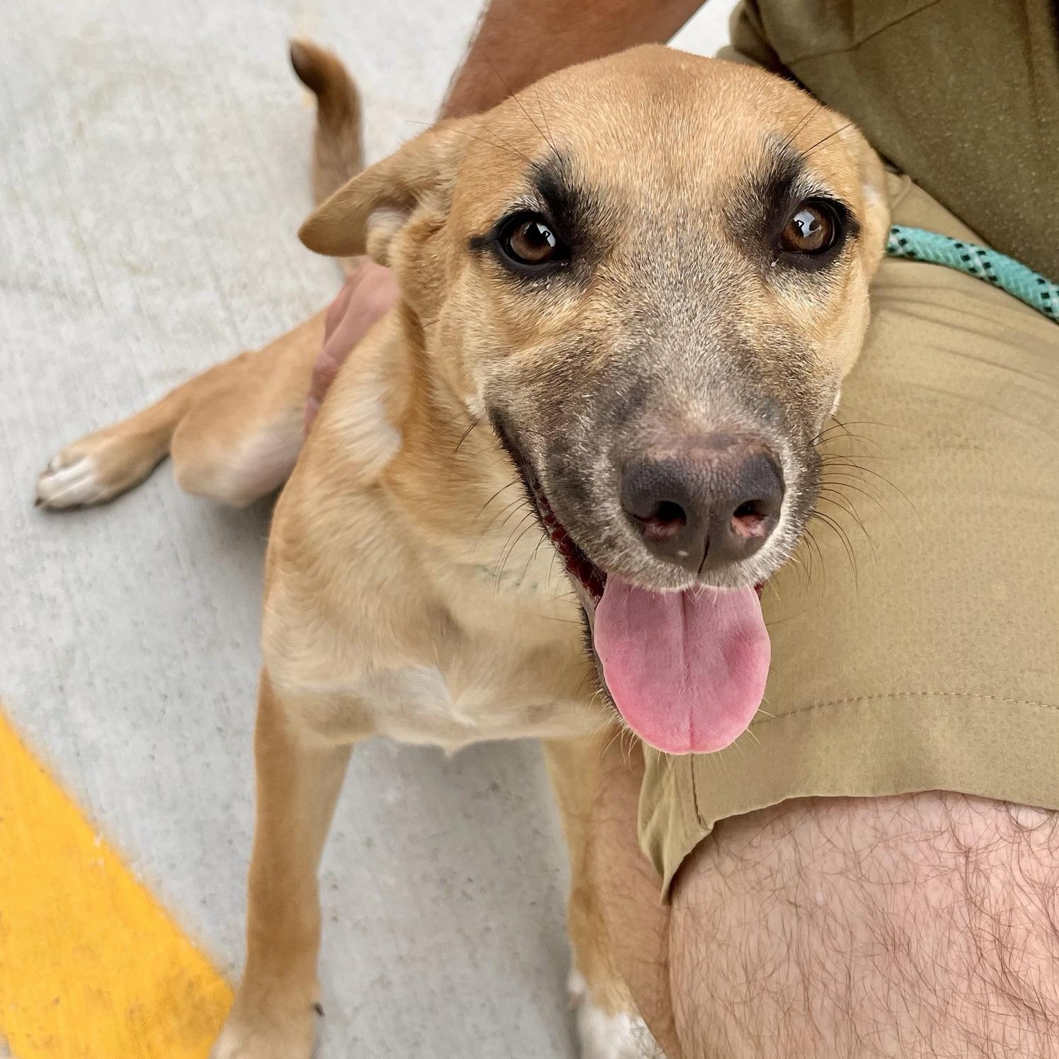 Dulce Needs A Forever