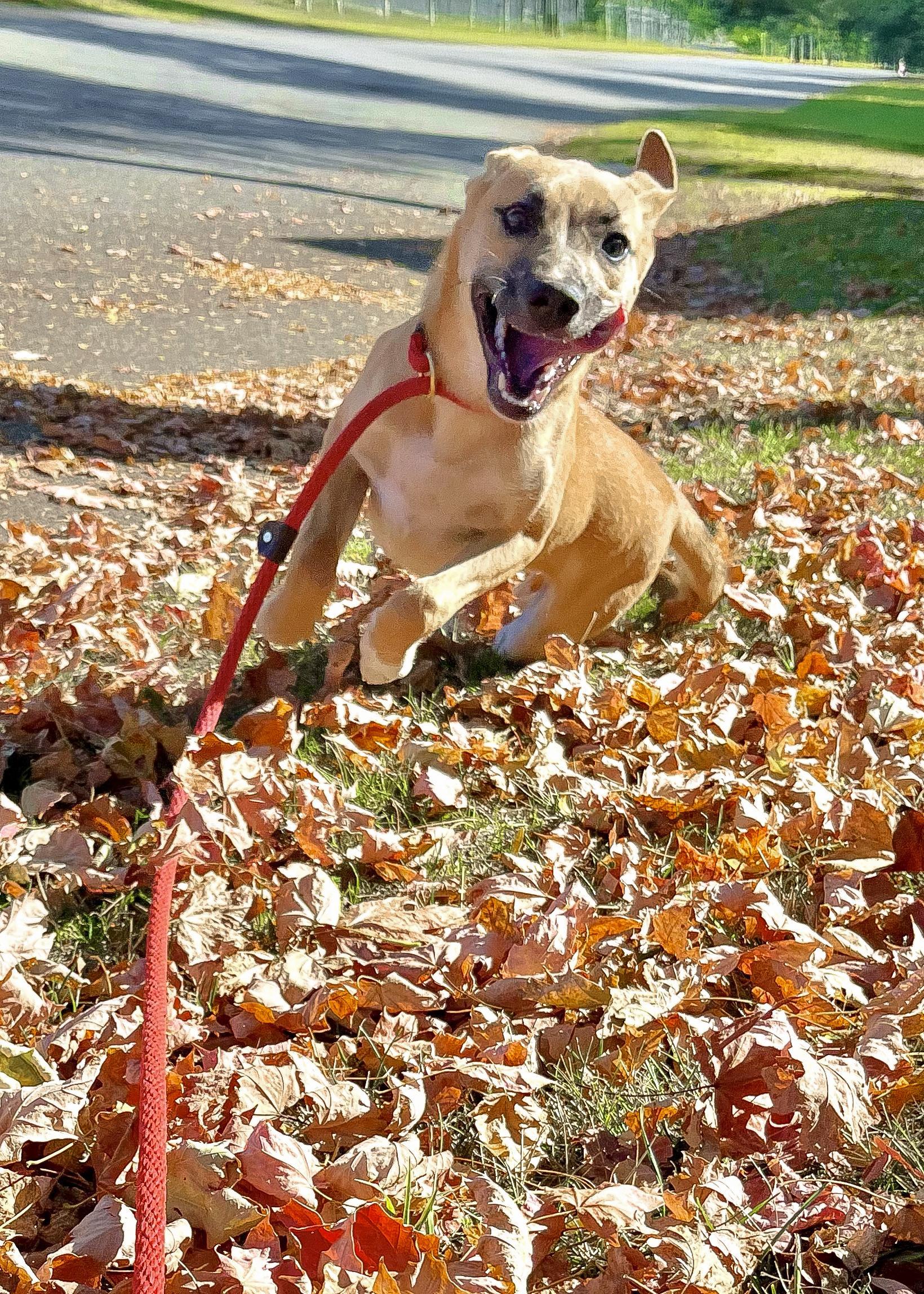 Dulce Needs A Forever thumbnail 5