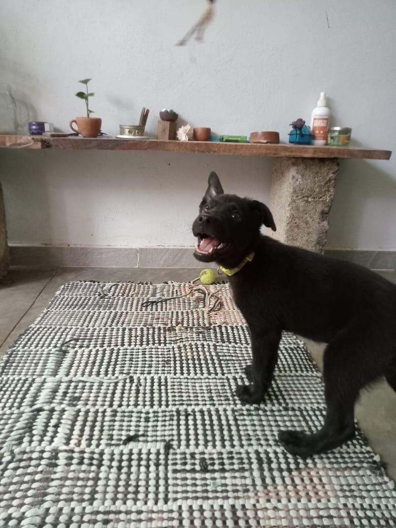 Enlarge LILA, a Adopted mixed breed in oregon city, OR image 1/6