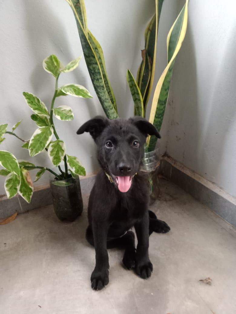 Enlarge LILA, a Adopted mixed breed in oregon city, OR image 2/6