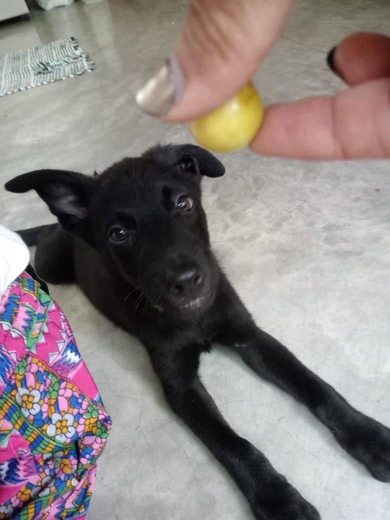 Enlarge LILA, a Adopted mixed breed in oregon city, OR image 3/6