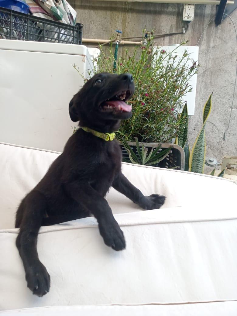 Enlarge LILA, a Adopted mixed breed in oregon city, OR image 4/6