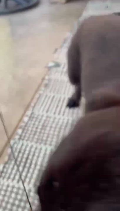 Enlarge LILA, a Adopted mixed breed in oregon city, OR video 5/6