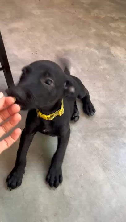 Enlarge LILA, a Adopted mixed breed in oregon city, OR video 6/6