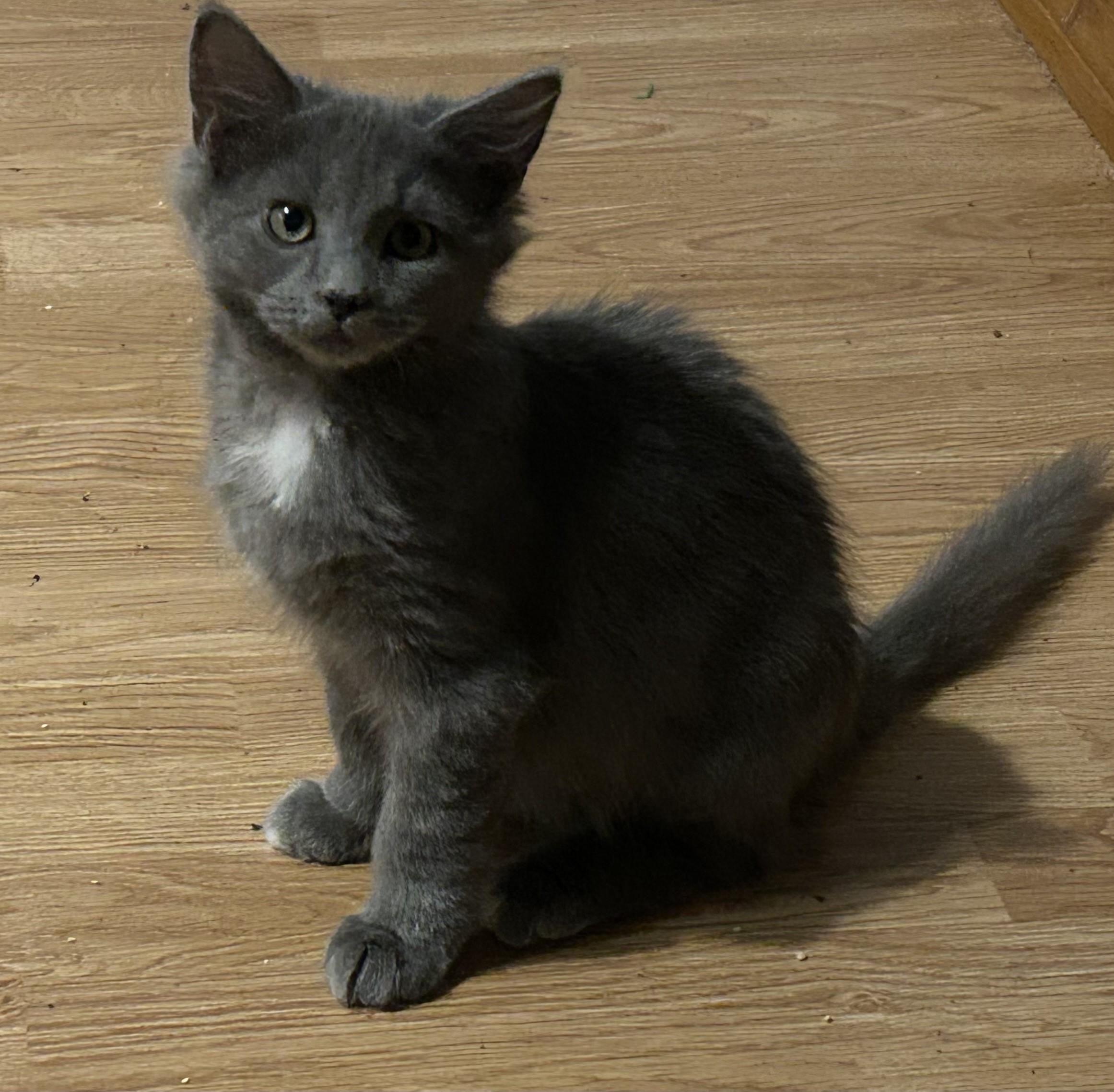 Enlarge Dust Puff, a Adopted Domestic Medium Hair in Clearwater, FL image 1/3