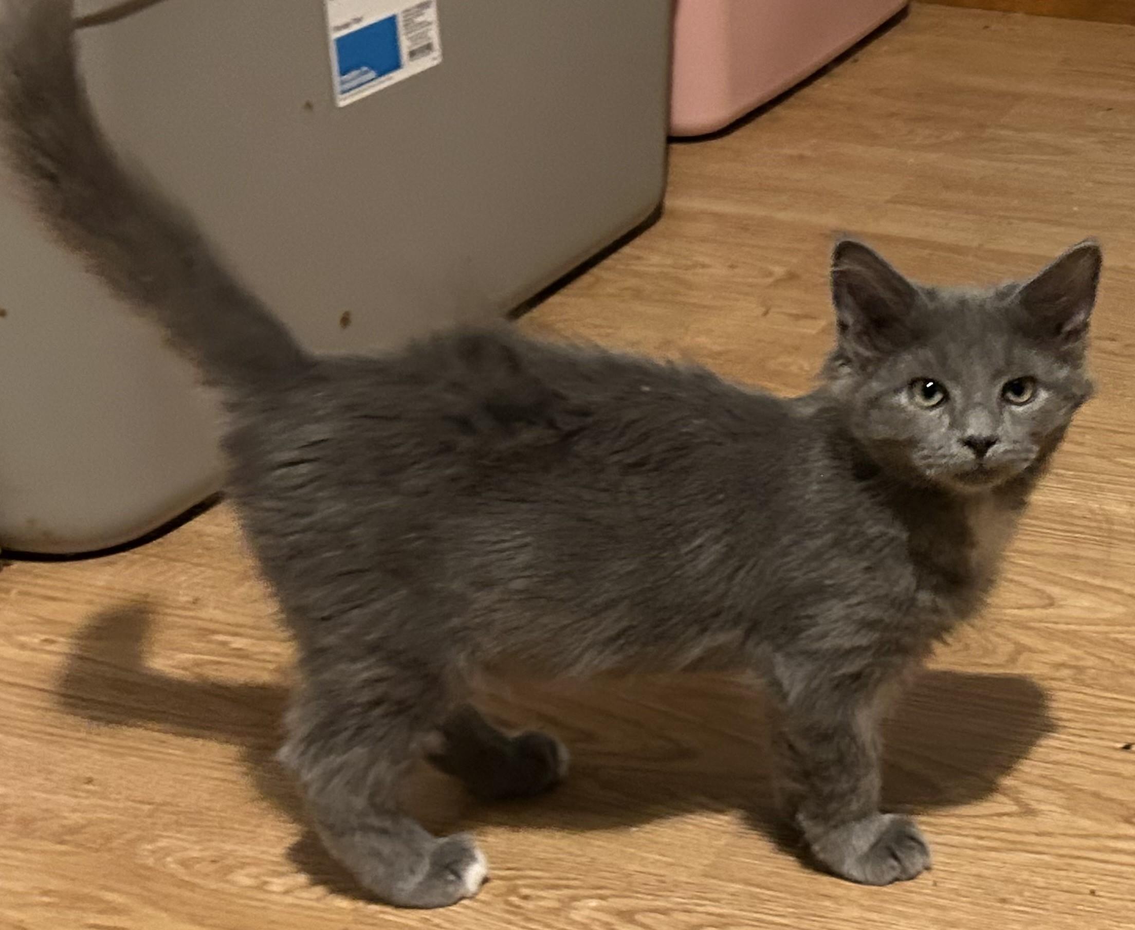 Dust Puff, Adopted, Kitten Male Domestic Medium Hair.