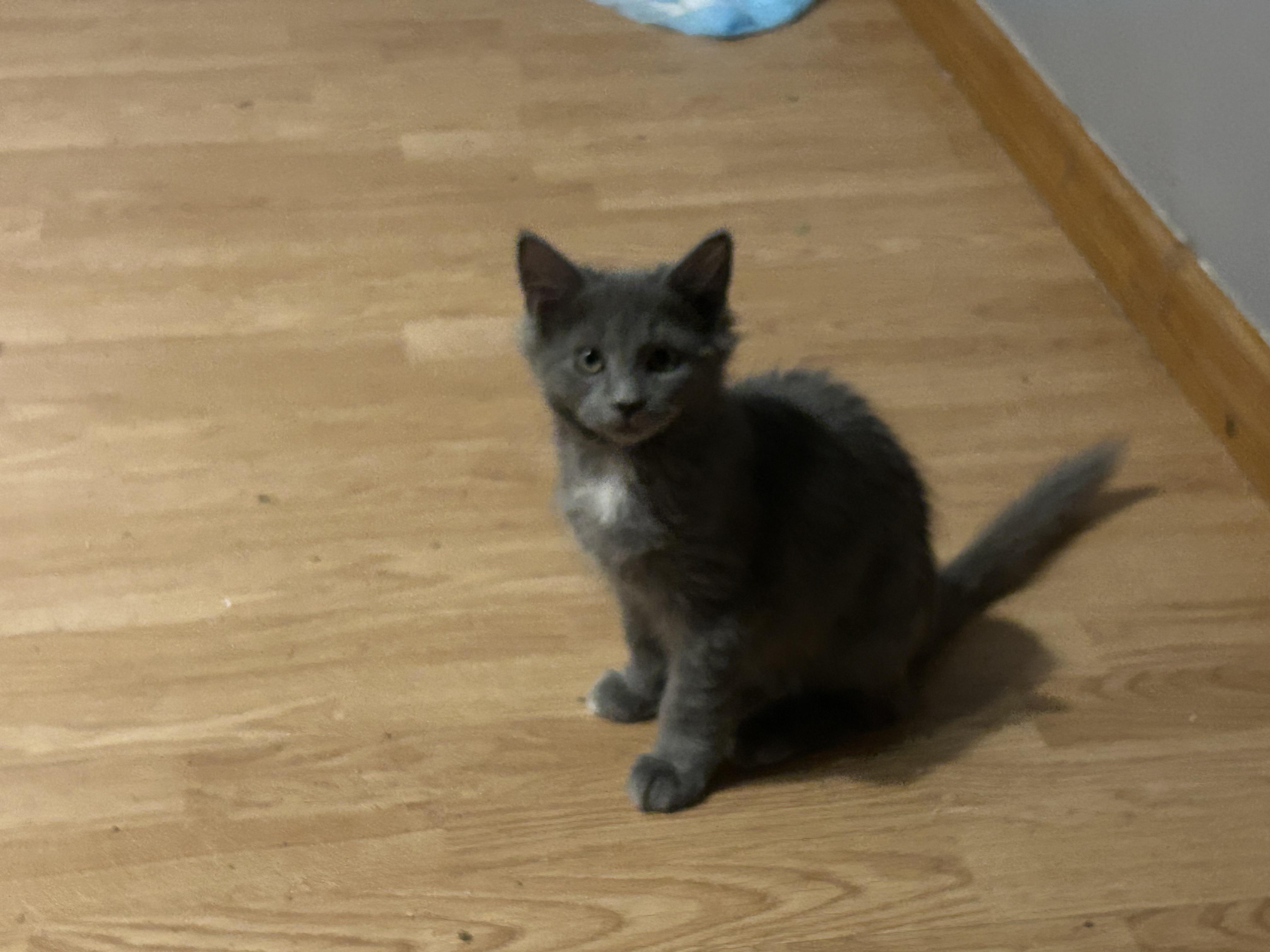 Dust Puff, Adopted, Kitten Male Domestic Medium Hair.