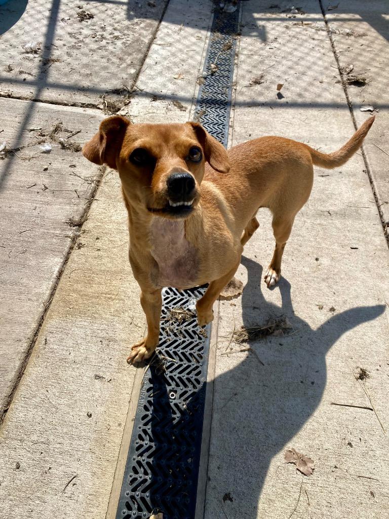 Rumpy, Adoptable, Young Female Mixed Breed.