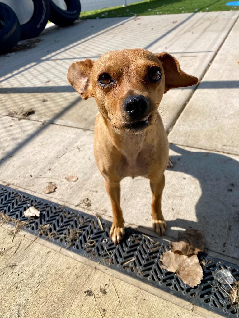 Enlarge Rumpy, a Adoptable mixed breed in Charlotte, MI image 2/3