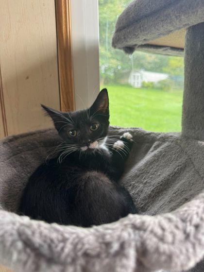 Enlarge Abilene, a Adoptable Domestic Short Hair in Berwick, PA image 1/1