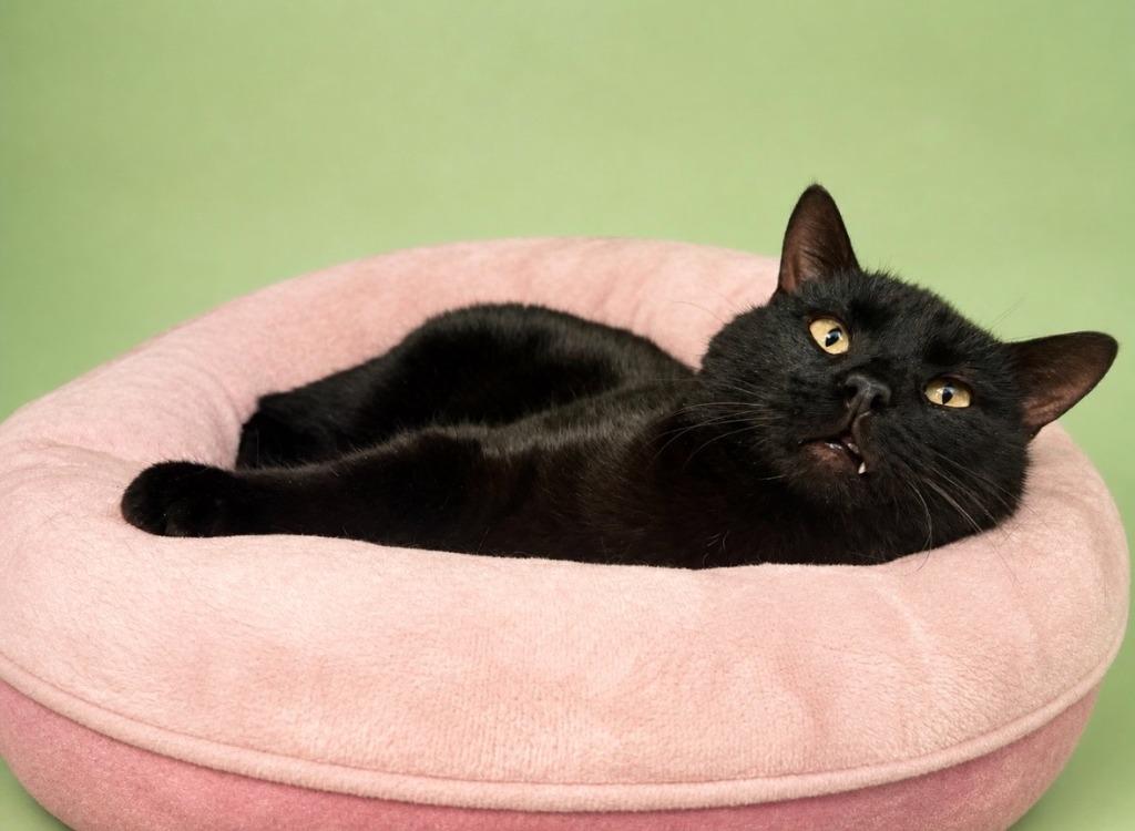 Artie, a Adoptable mixed breed in Rock Springs, WY image 1/2