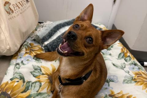 Keebler, Adult Male Mixed Breed