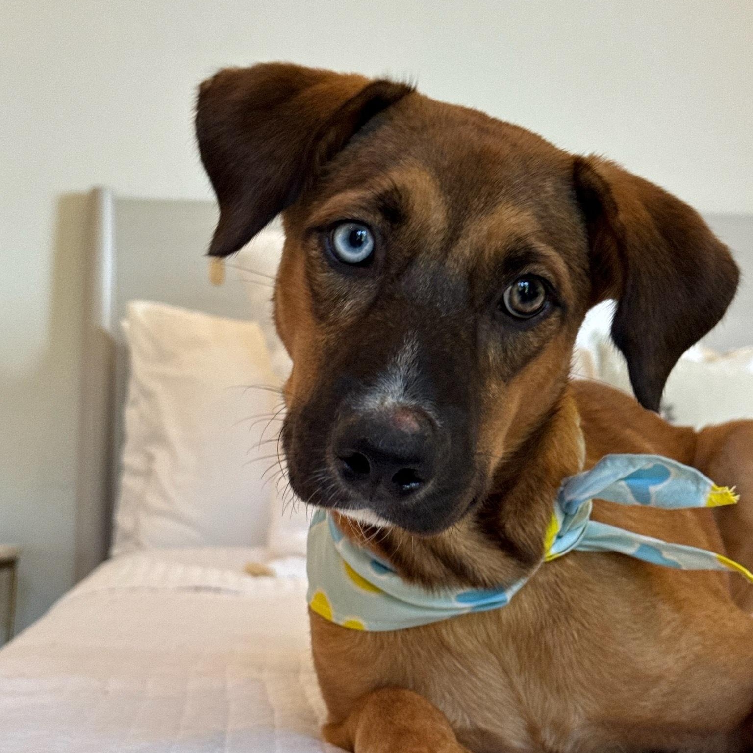 Paisley — the blue-eyed girl who was made for love. , adoptable, Young Female Mixed Breed & German Shepherd Dog.