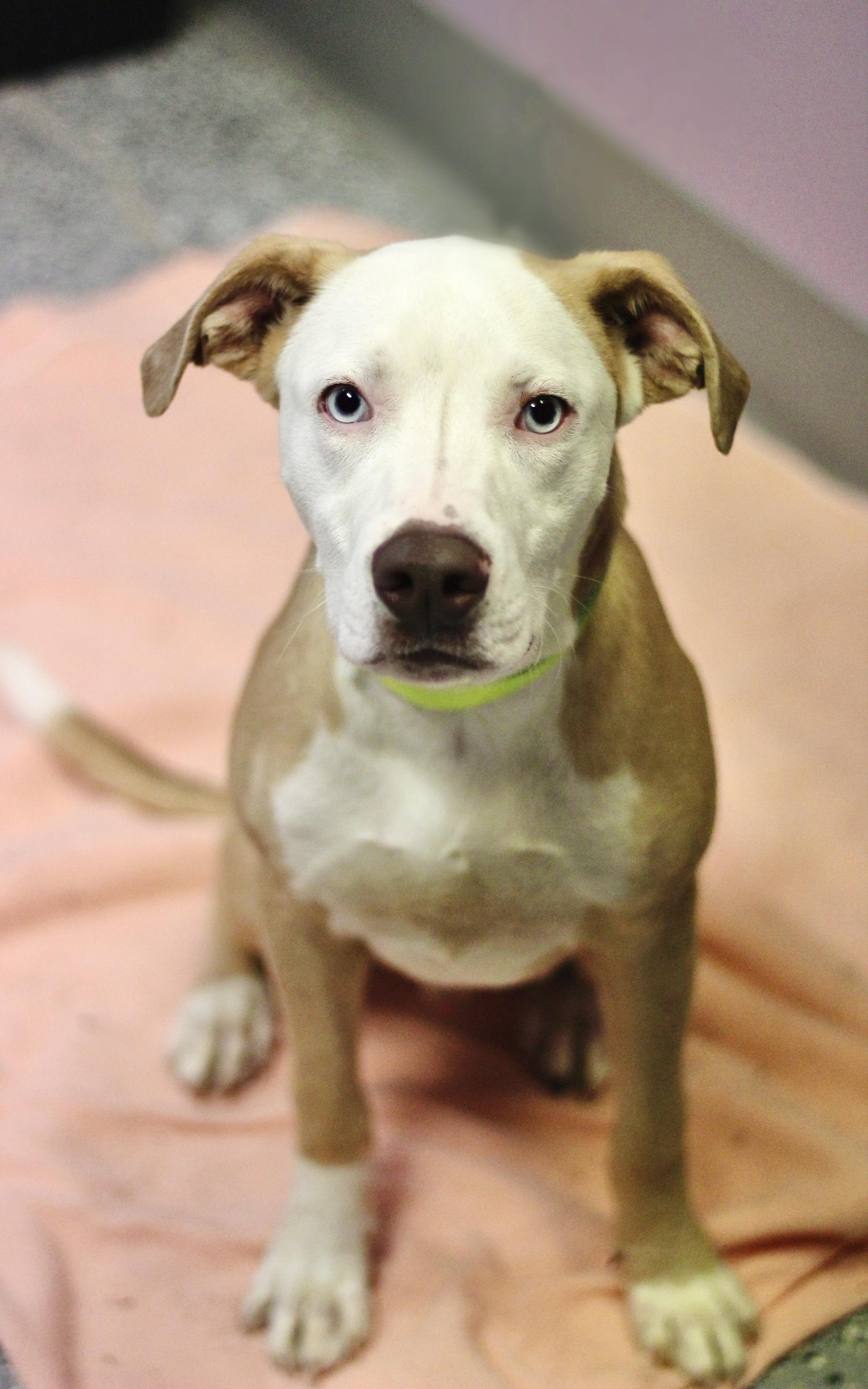 Enlarge Tucson in NH. Come Meet our Adoptable Dogs Wednesday-Saturday. More info in Bio, a ADOPTABLE mixed breed in Manchester, NH image 1/1