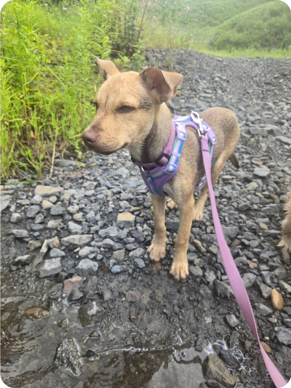 Enlarge Bella- adoption pending, a Adopted mixed breed in Paramus, NJ image 1/6