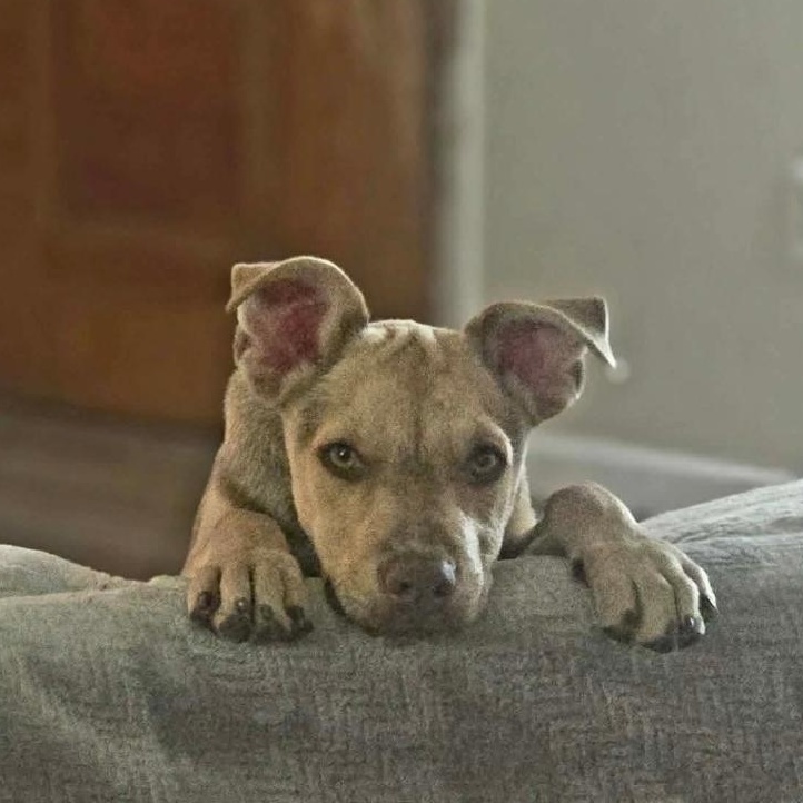 Enlarge Bella- adoption pending, a Adopted mixed breed in Paramus, NJ image 2/6