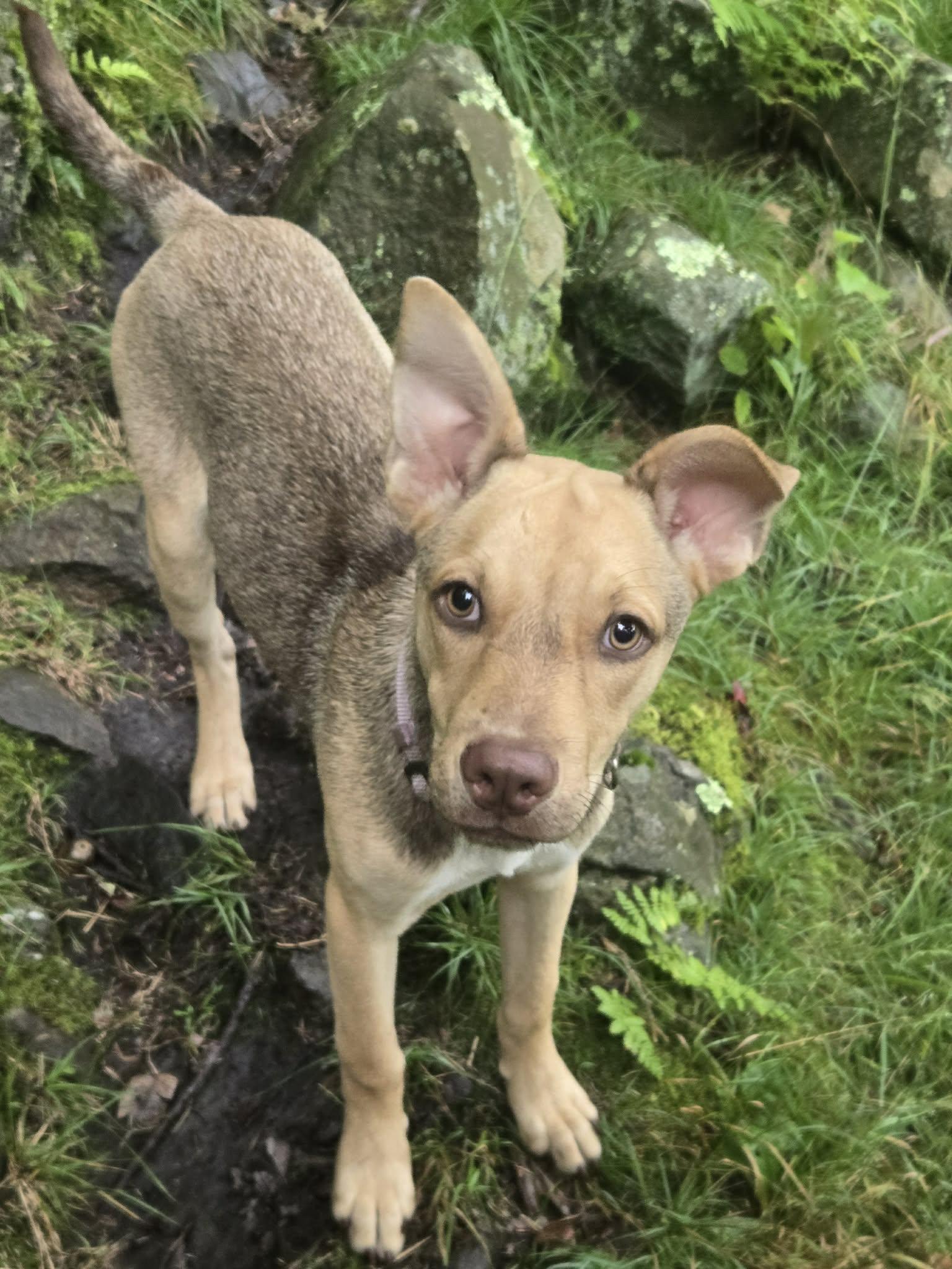 Enlarge Bella- adoption pending, a Adopted mixed breed in Paramus, NJ image 5/6