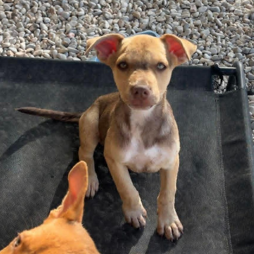 Bella, Adoptable, Puppy Female Mixed Breed.