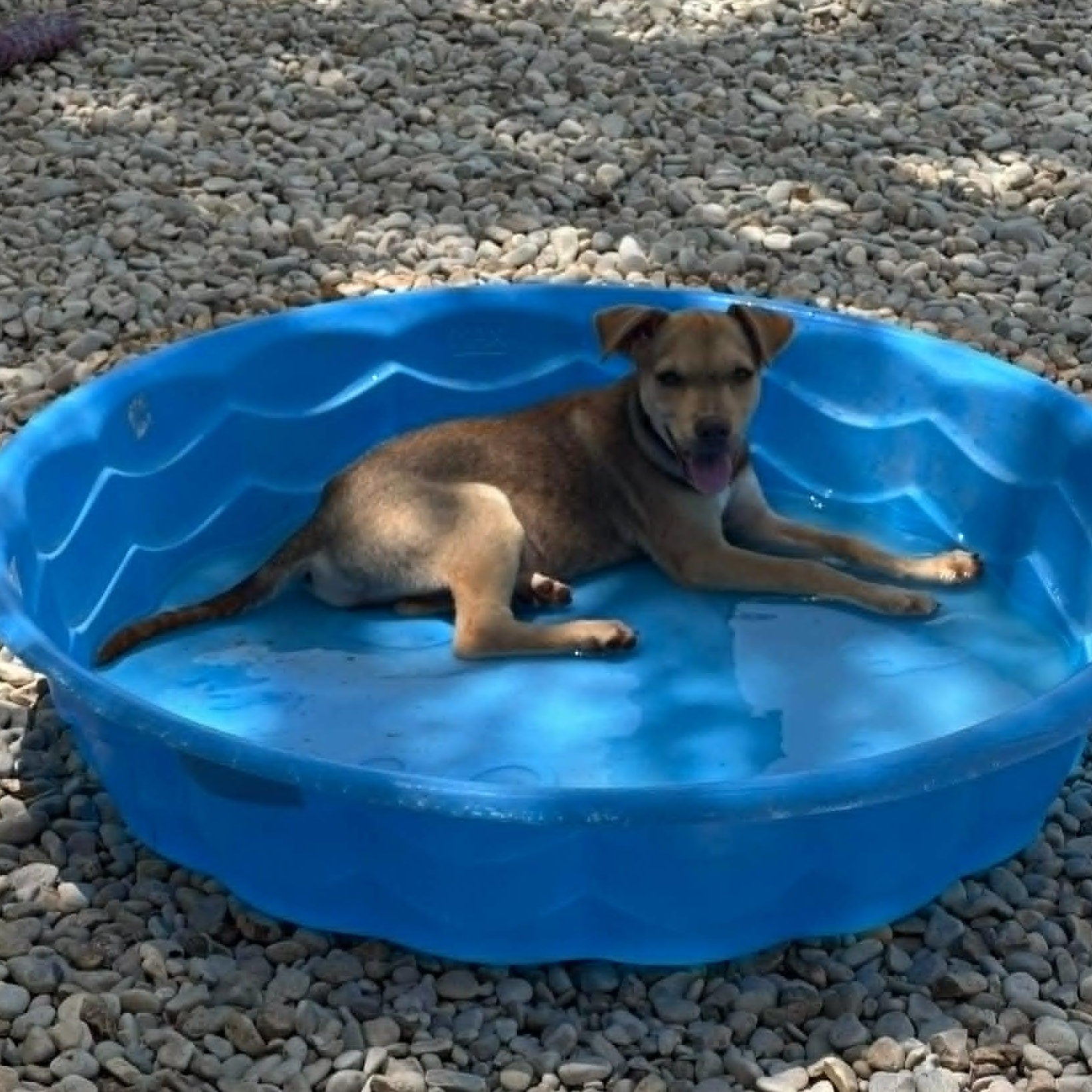 Bella, a Adoptable mixed breed in Paramus, NJ image 3/6