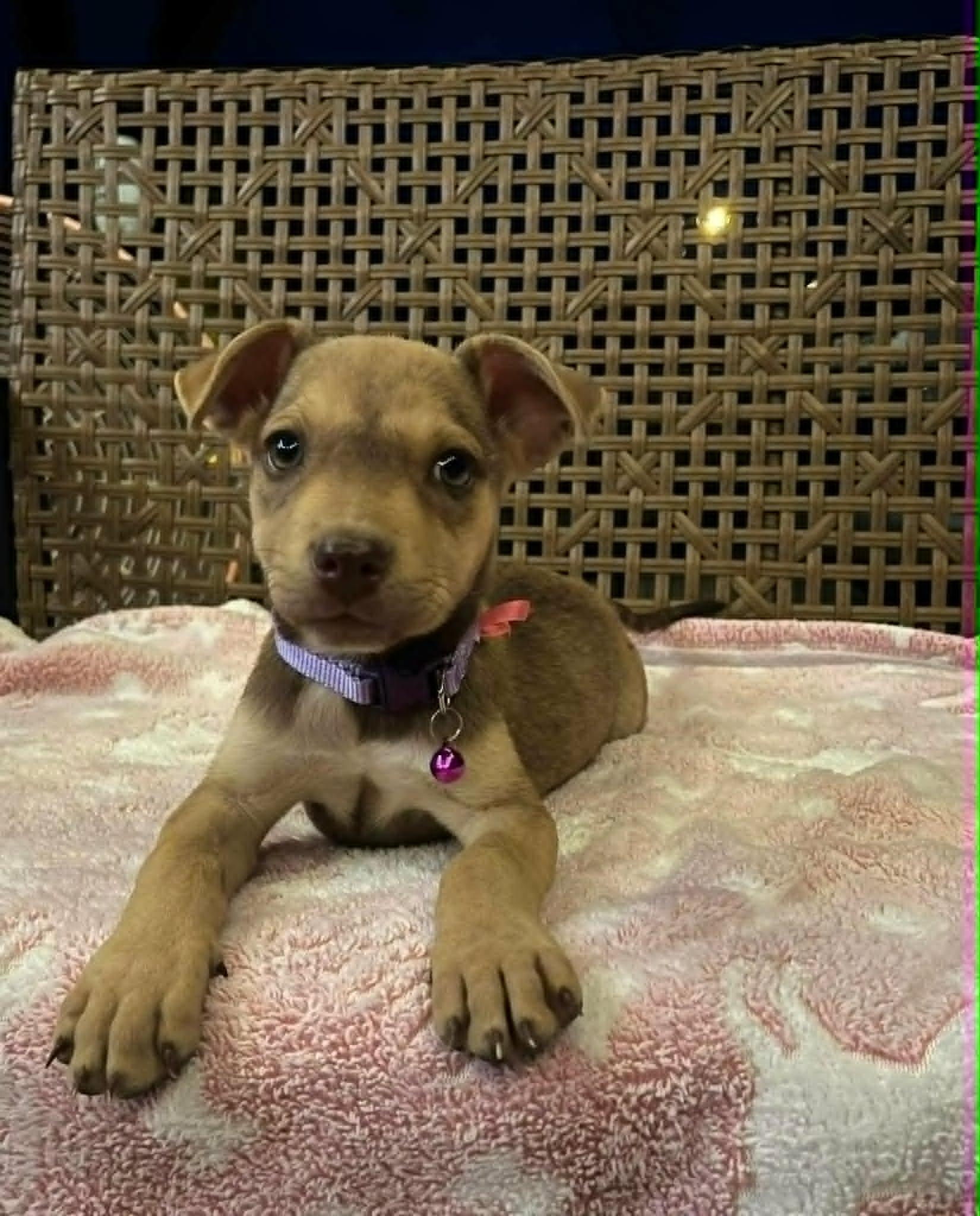 Bella, a Adoptable mixed breed in Paramus, NJ image 4/6