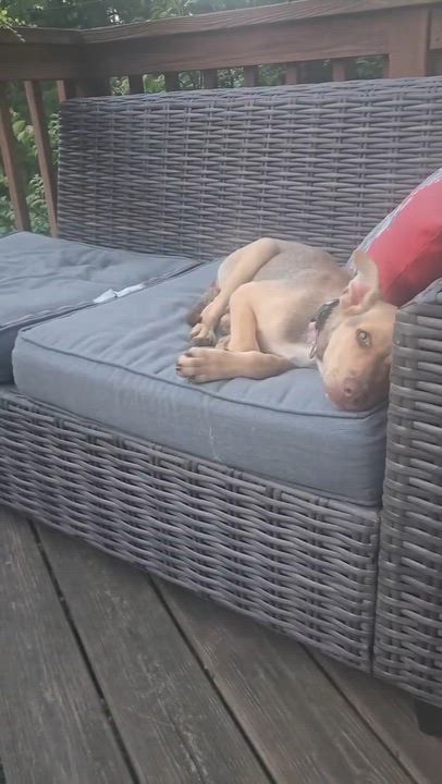 Enlarge Bella- adoption pending, a Adopted mixed breed in Paramus, NJ video 4/6