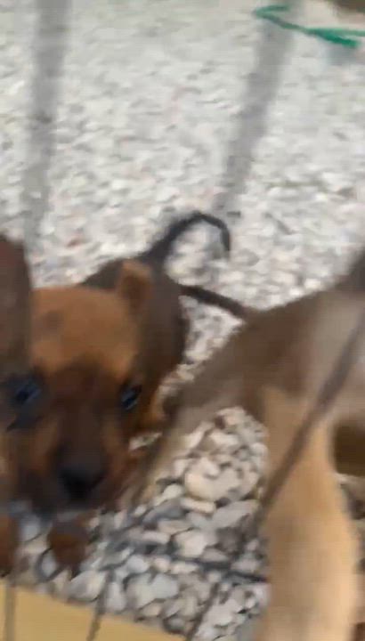Enlarge Bella, a Adoptable mixed breed in Paramus, NJ video 6/6