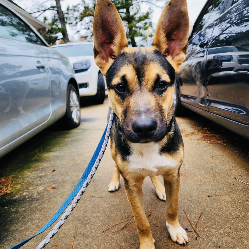 Clarence, Adoptable, Adult Male German Shepherd Dog & Mixed Breed.
