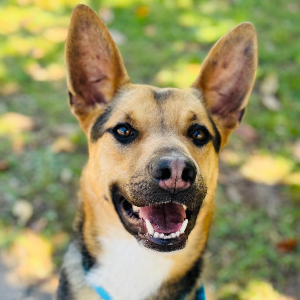 Enlarge Clarence, a Adoptable mixed breed in Peachtree City, GA image 4/4