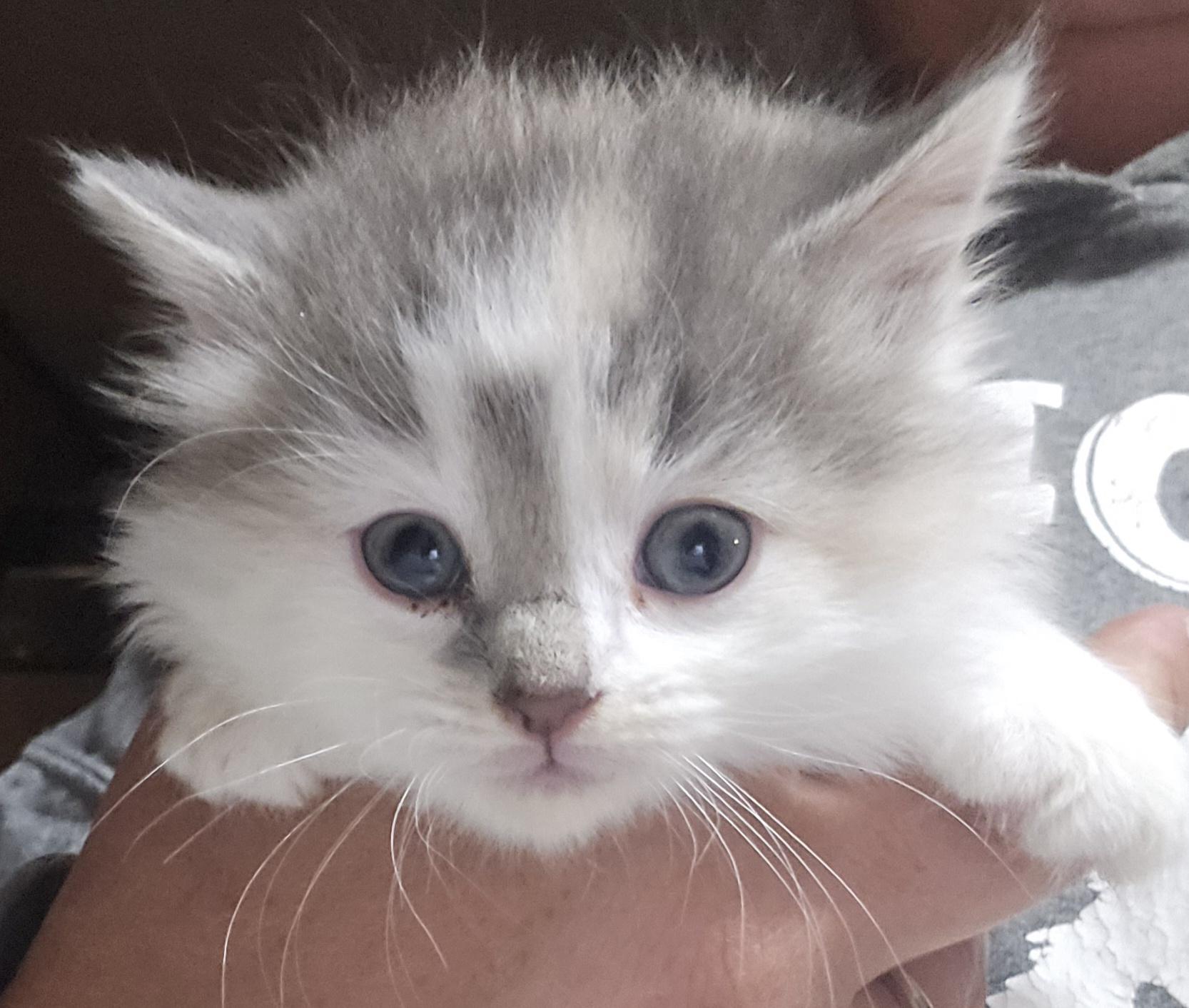 Enlarge Rosie, an adopted Domestic Long Hair in Keokuk, IA image 1/1