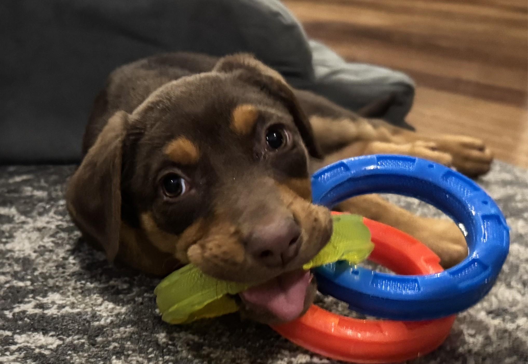 Enlarge Zalli, a ADOPTABLE mixed breed in Concord, NC image 2/6
