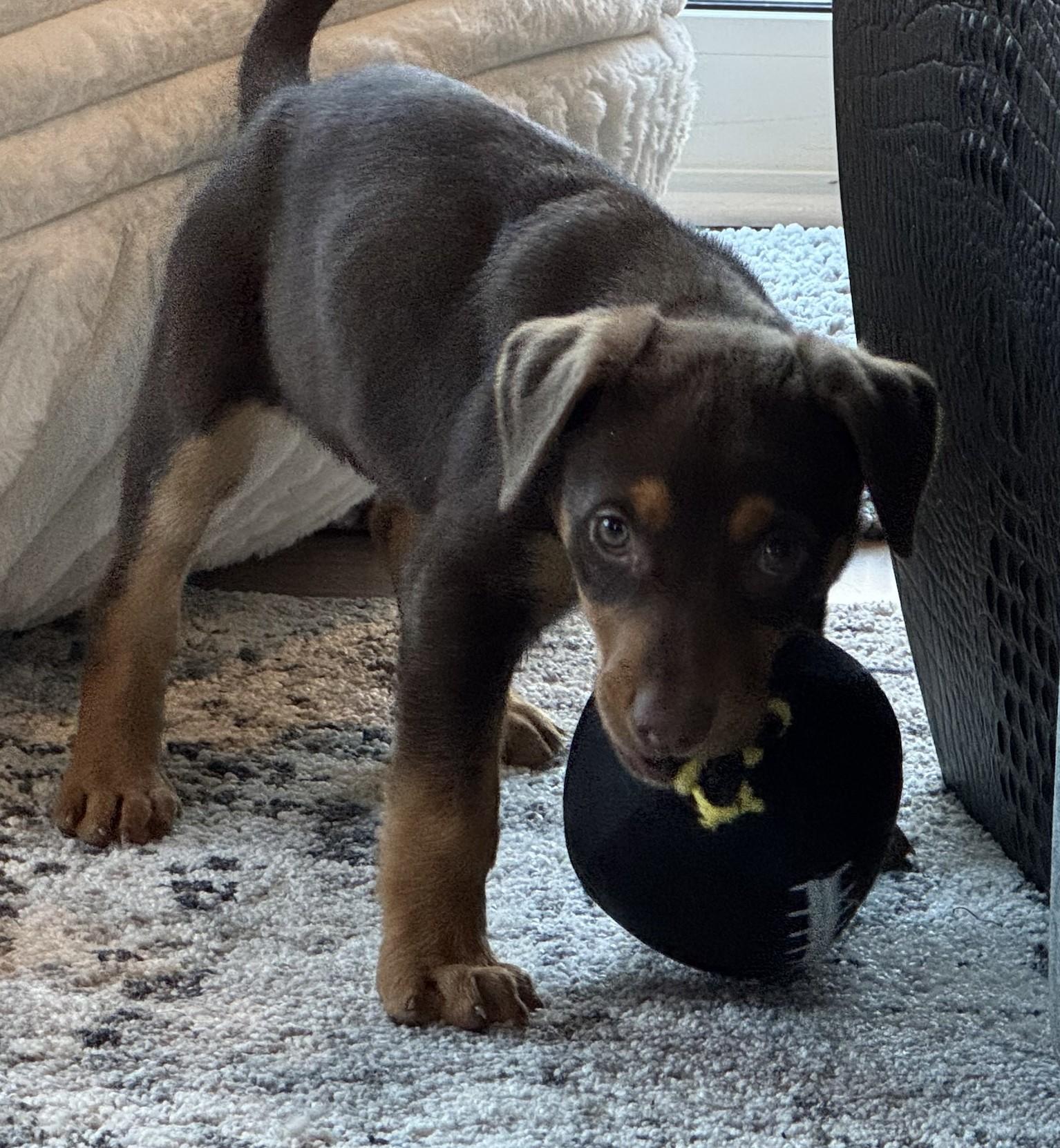 Enlarge Zalli, a ADOPTABLE mixed breed in Concord, NC image 4/6