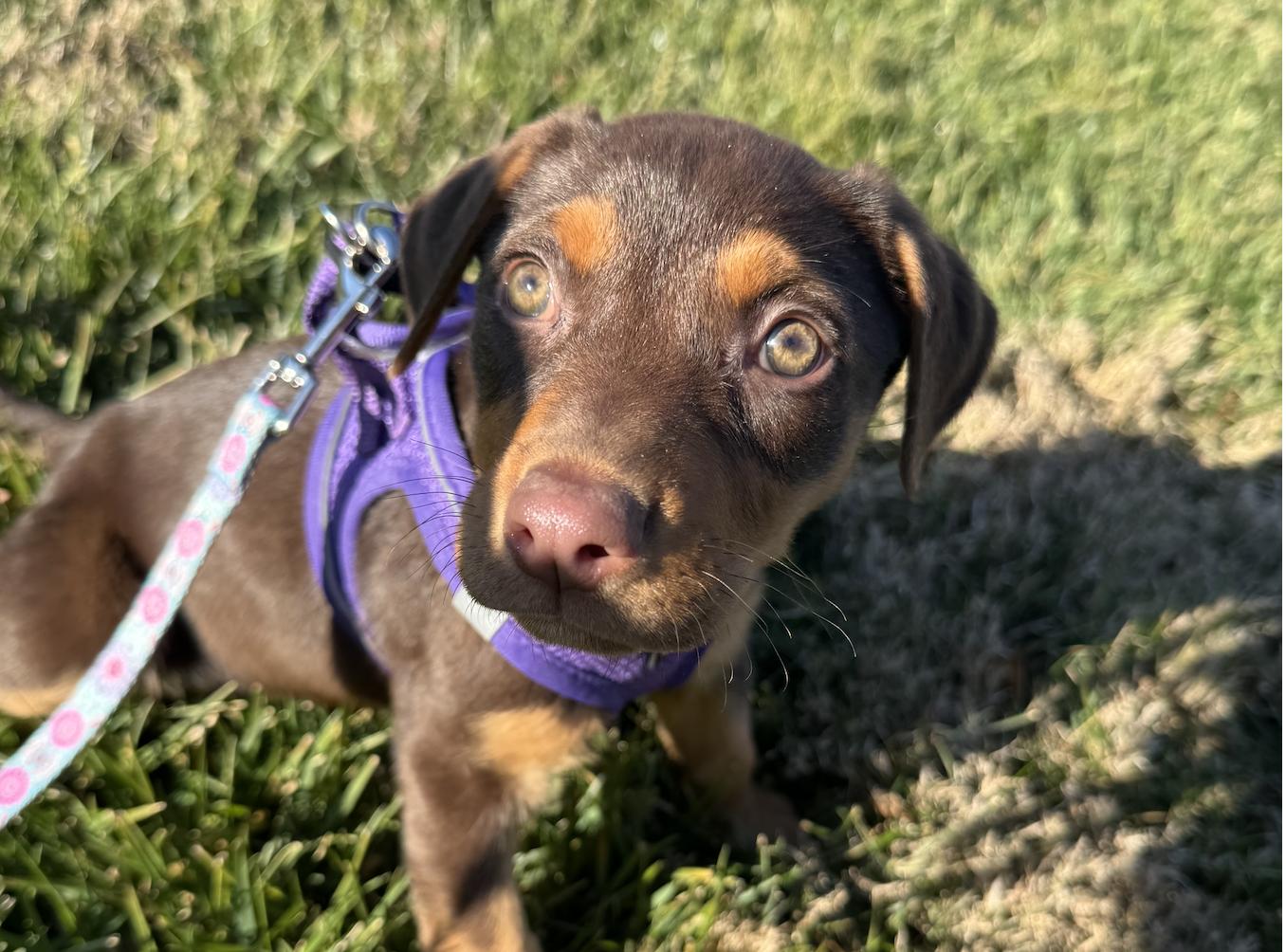 Enlarge Zalli, a ADOPTABLE mixed breed in Concord, NC image 3/6