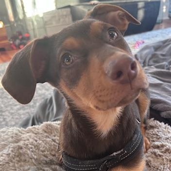 Zalli, ADOPTABLE, Puppy Female Doberman Pinscher & German Shepherd Dog.