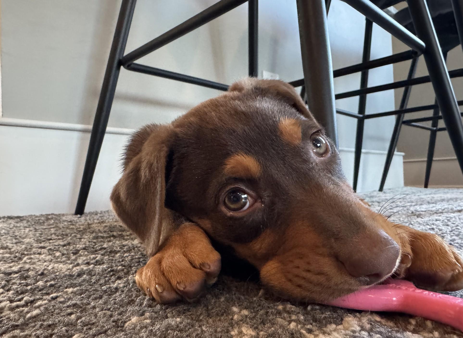 Enlarge Zalli, a ADOPTABLE mixed breed in Concord, NC image 5/6