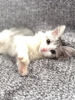 Enlarge Yuki, an adopted mixed breed in Garden Grove, CA image 1/3