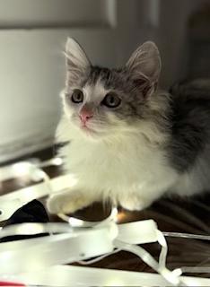 Enlarge Yuki, an adopted mixed breed in Garden Grove, CA image 3/3