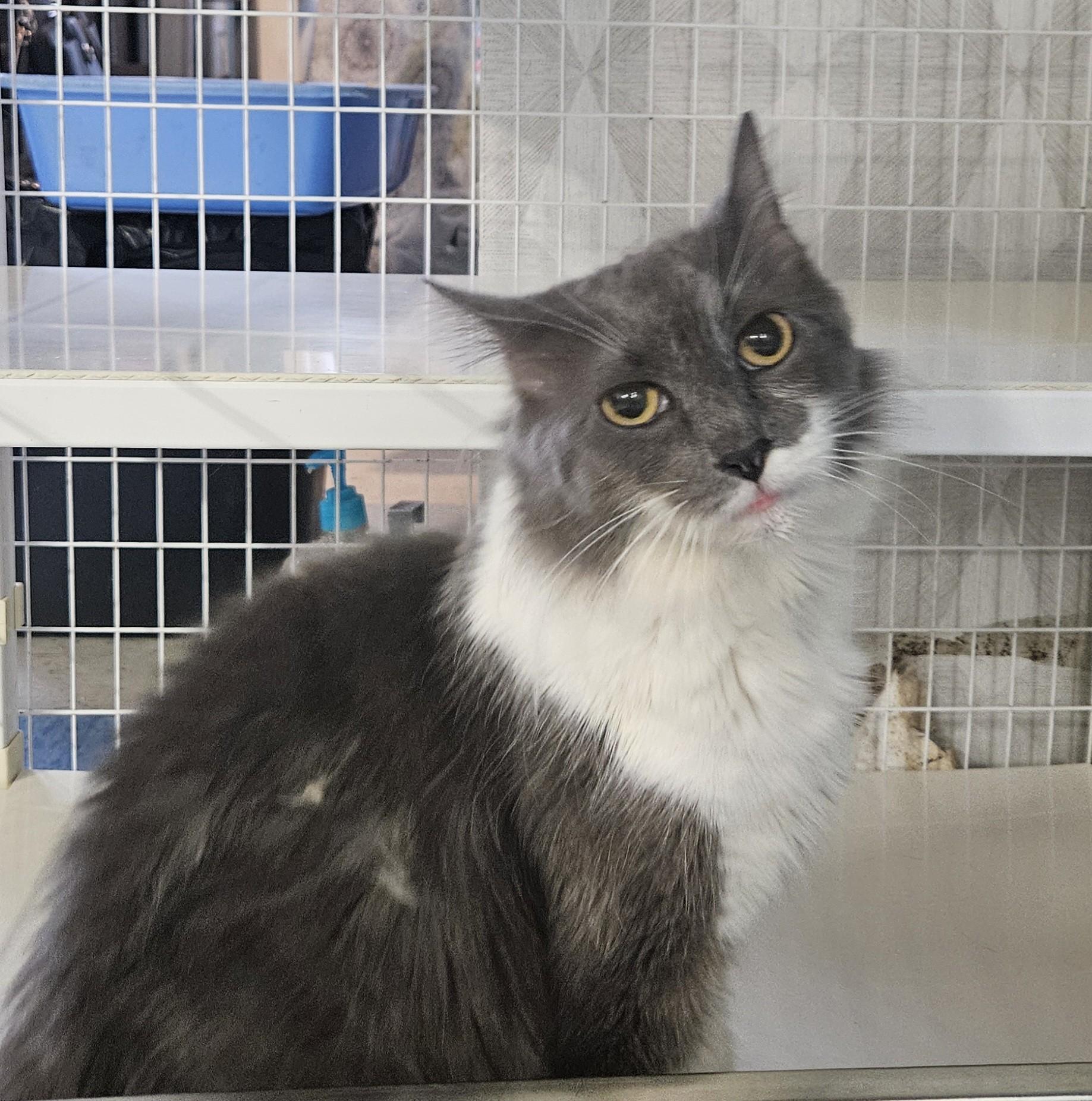Enlarge Gail, a ADOPTABLE Domestic Long Hair in Claremont, NH image 1/1