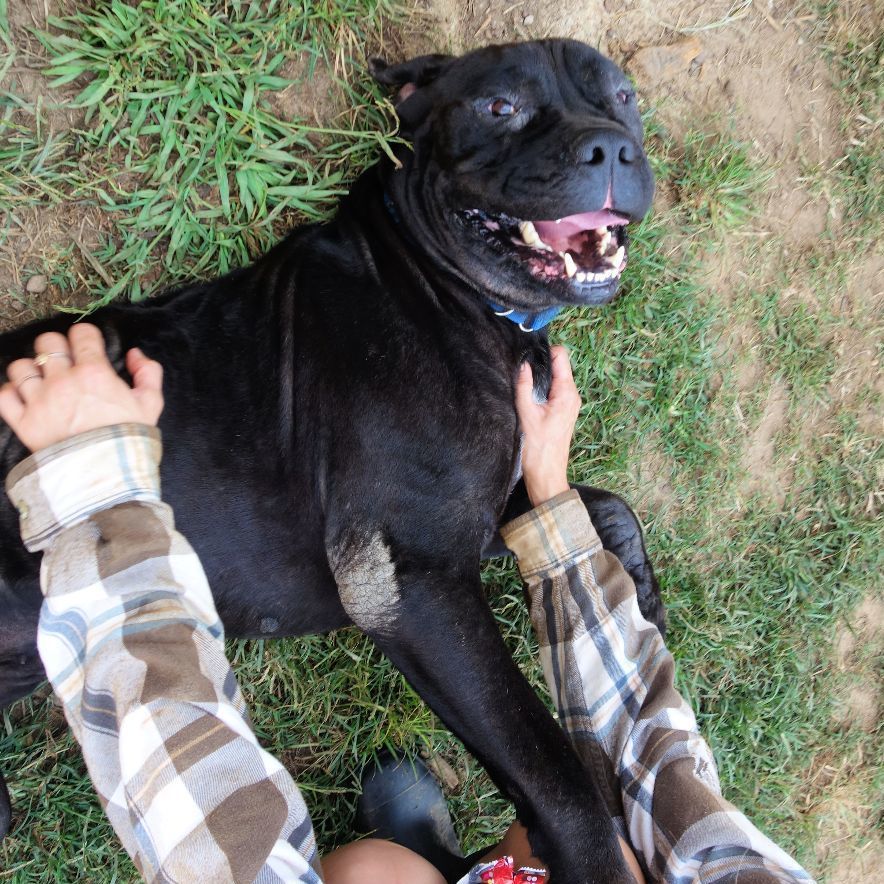 Lego, Adoptable, Adult Male Cane Corso.