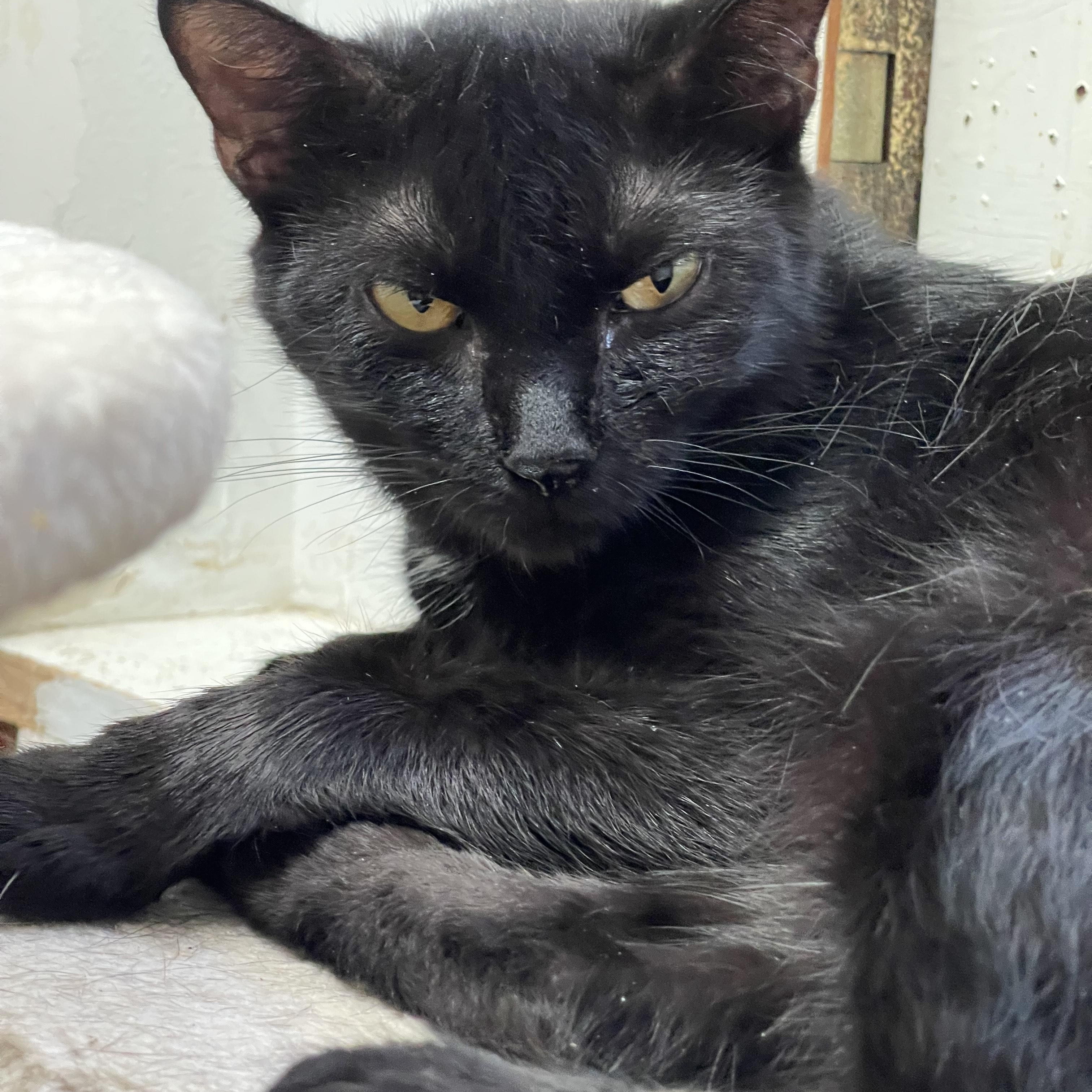 Black Beauty, a Adoptable Domestic Short Hair in Little River, SC image 1/3