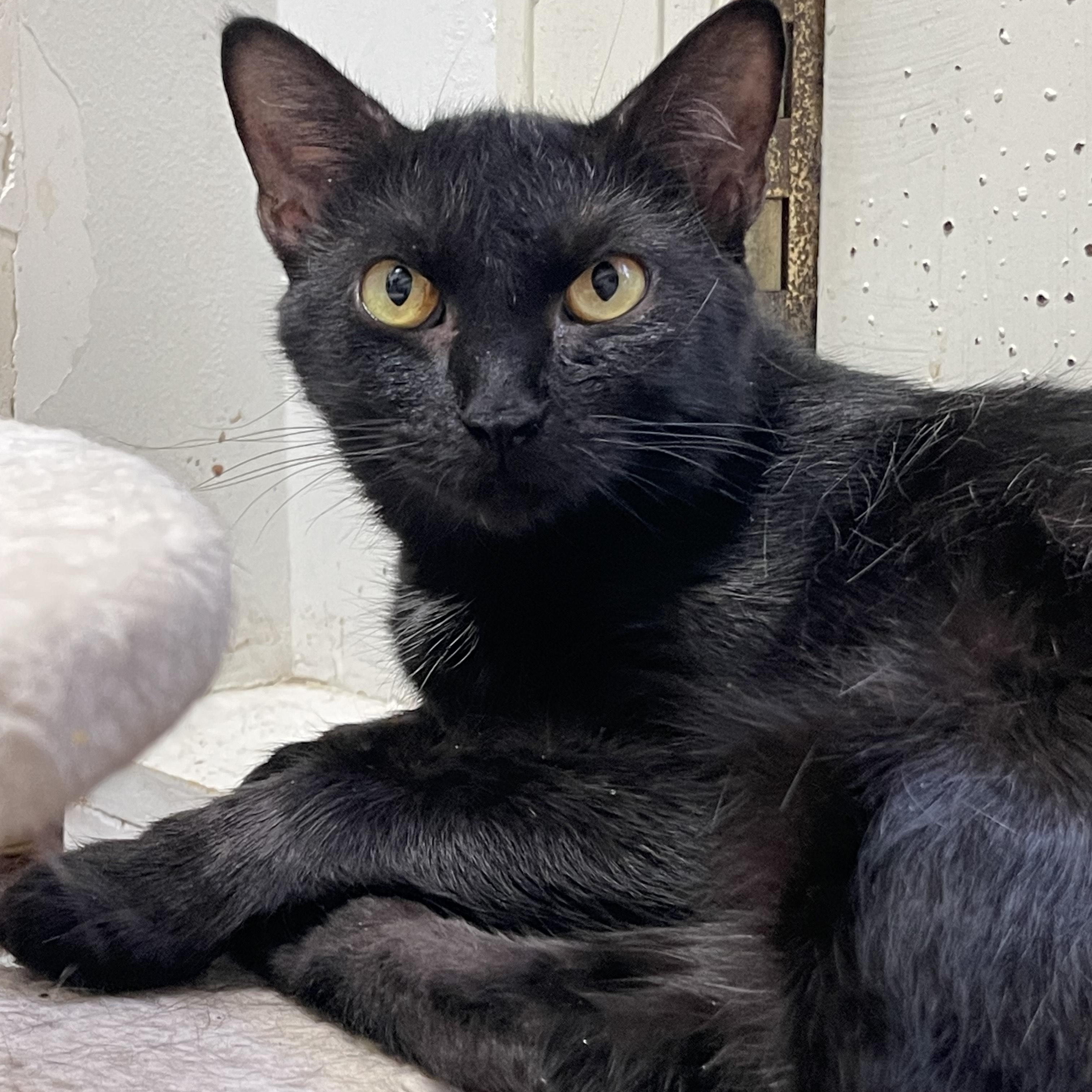 Black Beauty, a Adoptable Domestic Short Hair in Little River, SC image 2/3