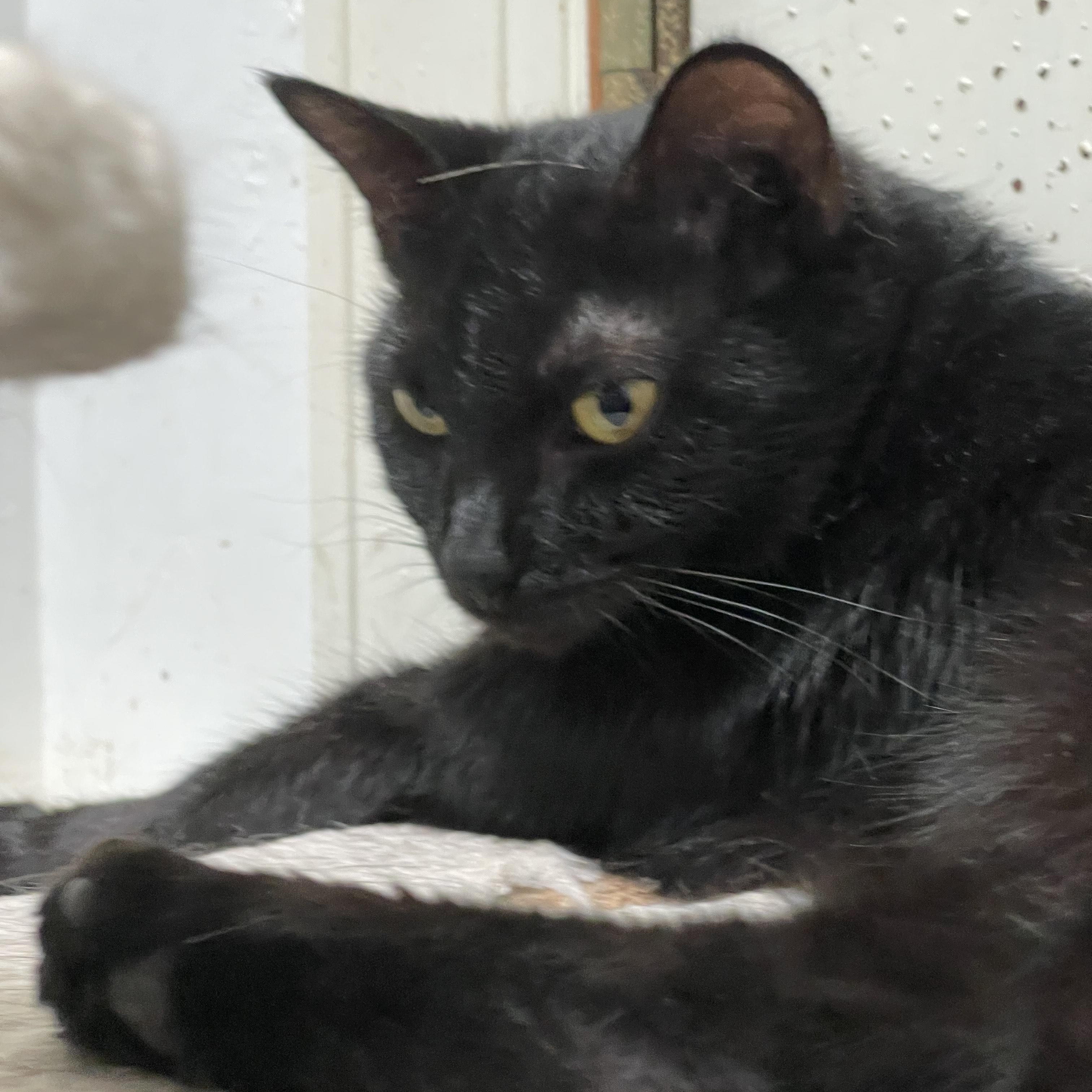 Black Beauty, a Adoptable Domestic Short Hair in Little River, SC image 3/3