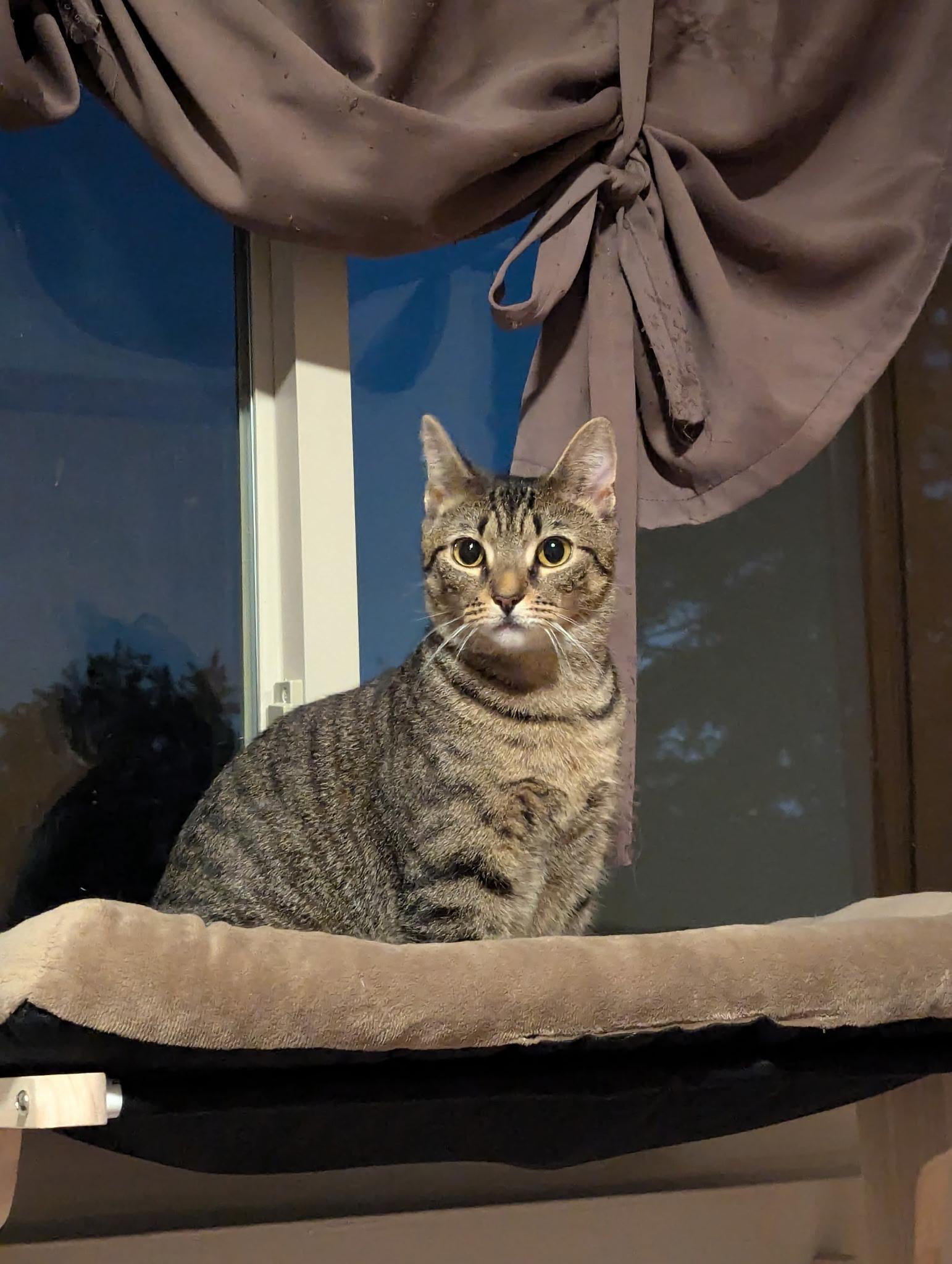 Enlarge Pepsi (adoption fee waived), a Adoptable Domestic Short Hair in Columbia, MD image 1/4