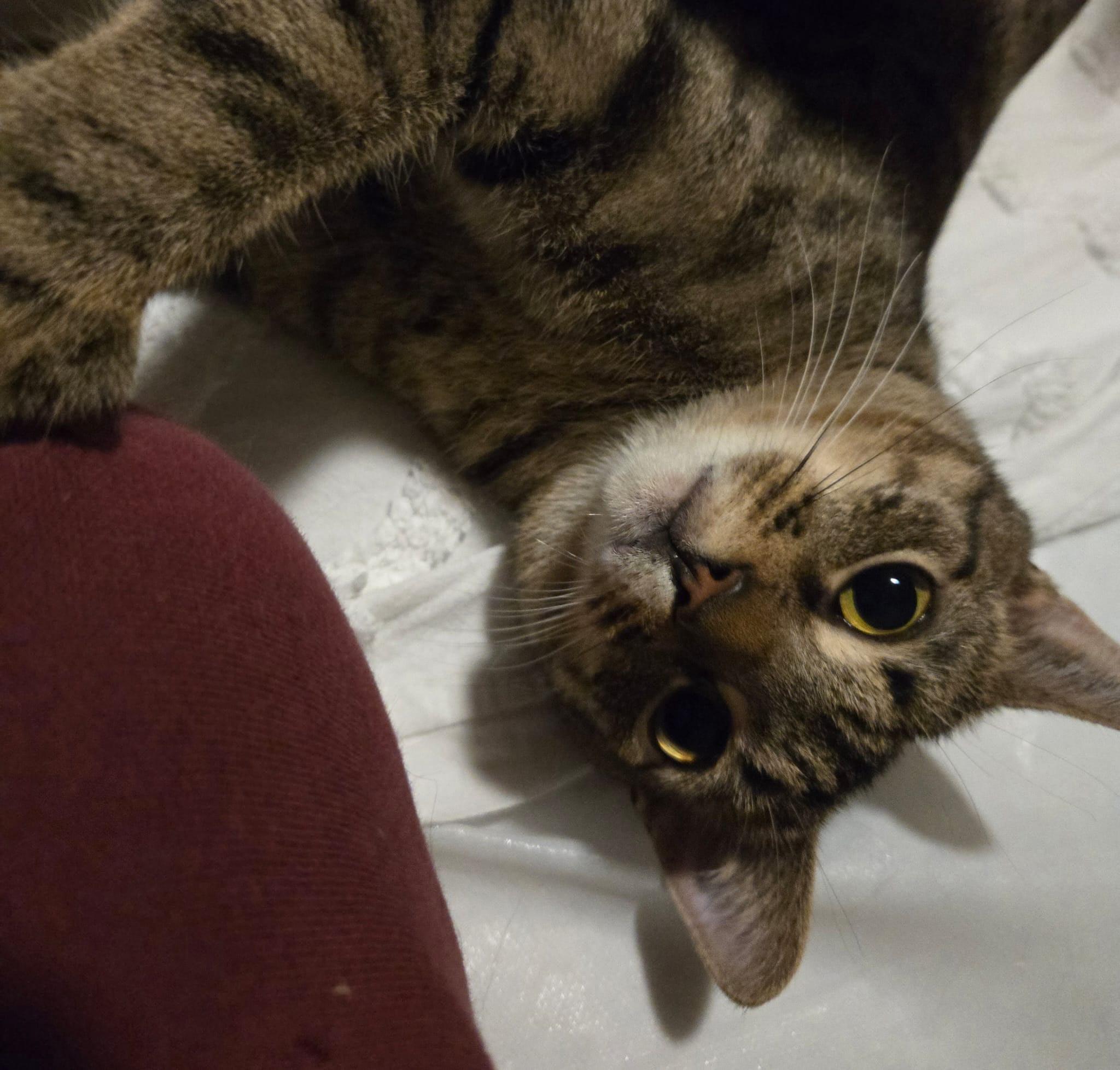 Enlarge Pepsi (adoption fee waived), a Adoptable Domestic Short Hair in Columbia, MD image 2/4