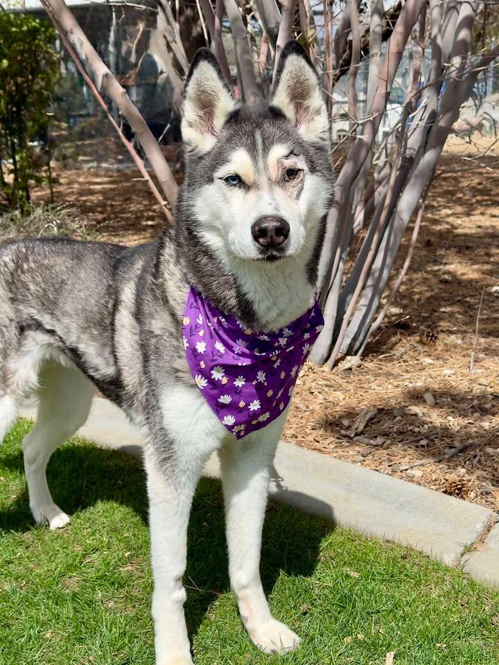 Arya, ADOPTABLE, Senior Female Husky.