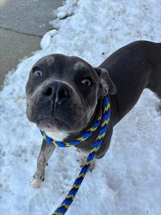 Sage — thumbnail 2